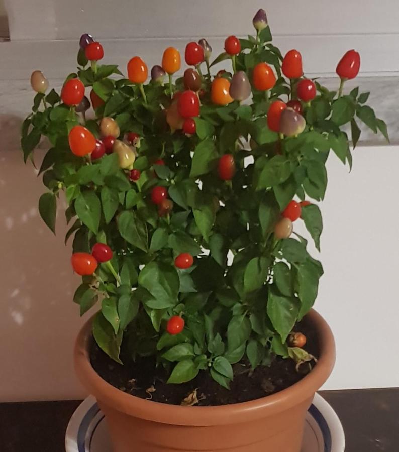 B&B Mirasol 스칼레아 외부 사진